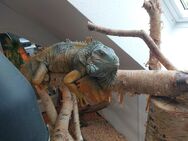 Iguana Iguana grüner Laguan - Ovelgönne
