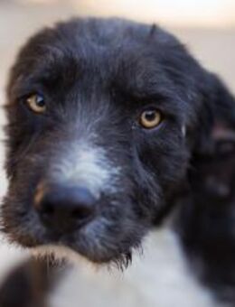 Barak-Mix RICCI🩵lebensfroher Herzensbub - Hamburg