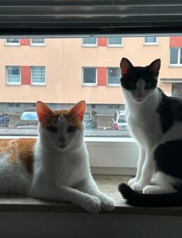 Zwei Katzen suchen ein neues Zuhause - Landshut