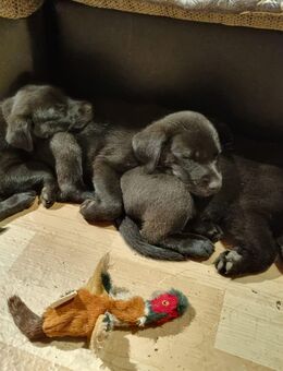 Süße Welpen suchen ihr Für-Immer-Zuhause! - Börde-Hakel