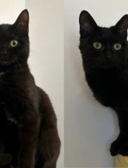 Wasabi und Ginger - Ellerbek