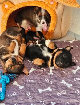 4 Mischlingswelpen suchen Kuschelplatz - Fehmarn Burg