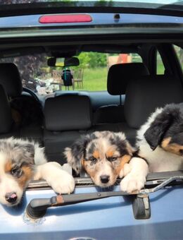 Australian Shepherd Welpen abzugeben - Dannenberg (Elbe)