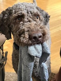 Chewie sucht statt Trüffeln ein Zuhause - Wettenberg