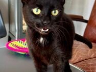 Carla, Frauchen verstorben, sucht!!! - Köln