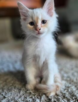 Noch 3 Ragdoll Kitten in gute Hände abzugeben - Hamburg