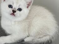 BKH Kitten mit Stammbaum,Britisch Kurzhaar Kätzchen - München Bogenhausen