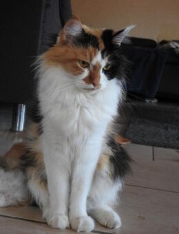 Maine Coon x British Langhaar Kitten zu verkaufen - Bad Laer