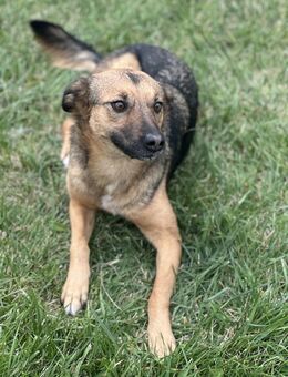 Vicky - Sensible Hündin sucht Zuhause - Berlin
