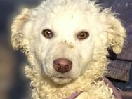 Hundekind CLIVE möchte spielen - Gefrees