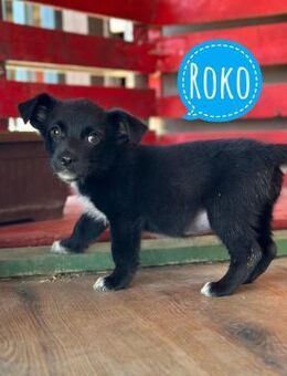 Roko ein kleiner Engelchen - Flörsheim-Dalsheim