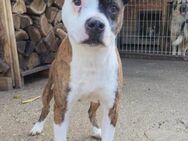 Momo 💗 loyal, verschmust sucht Zuhause! - Hamburg