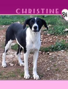 🥰CHRISTINE - EIN HERZ VOLLER LIEBE SUCH - Alfeld (Leine)