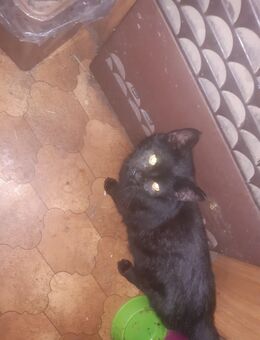 Katze von 6 Monaten sucht Liebevolles Zuhause - Arendsee (Altmark)