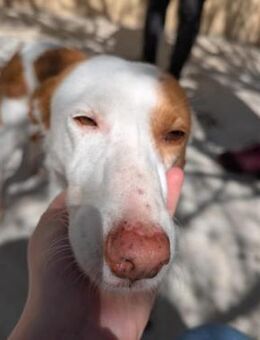 Aldara1 sucht ein Zuhause/Pflegestelle - Hamburg