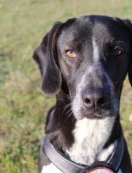 Loki sucht ein liebevolles Zuhause - Eixen
