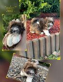 Havaneser Welpe direkt zur Abgabe in 66386