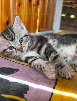 2 superschöne Mix-Kitten ab nächste Woche - Wittichenau