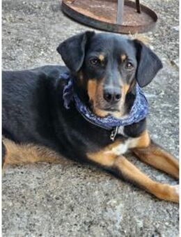 Leon wartet in 56355 Endlichhofen - Oberwies