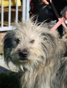 Irmo - hübscher Wuschelrüde - Lohra