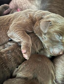 Wunderschöne reinrassige Labradorwelpen 😊 - Krefeld