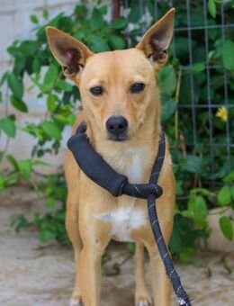 Peque sucht eine Familie mit viel Herz - Laatzen