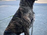 Cane Corso Rüde zu verkaufen - Orenhofen