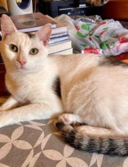 Kastrierter Kater Geanini - Rambin