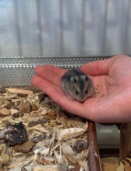 Babyhamster, Dsungarische Zwerghamster - Neuruppin