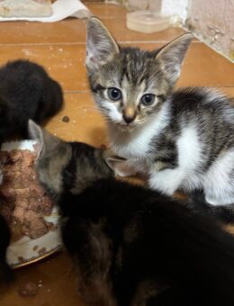 Katzenbabys / Kitten - Gaildorf