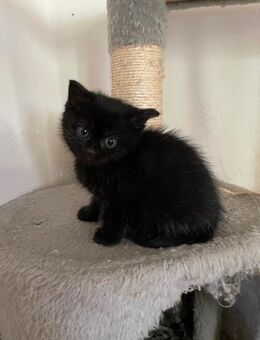 2 süße kleine BLH-Mix-Kitten suchen noch ein liebevolles zu Hause - Kreischa