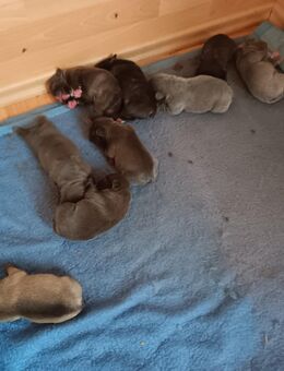 Französische Bulldoggen Welpen - Langen (Landkreis Cuxhaven)