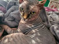 Deckkater Sphynx Elf - Würzburg