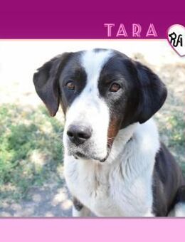 💜 TARA 💜 - ICH VERDIENE EINE CHANCE! - Alfeld (Leine)