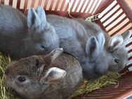 Kaninchen sechs Wochen alt suchen ein liebevolles Zuhause - Augsburg