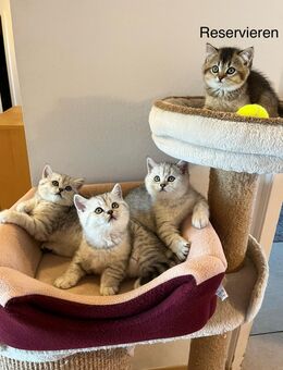Reinrassige BKH Kitten. - Ingolstadt