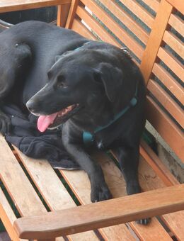 Unsere sehr verschmuste Labradorhündin Kelly 2-3 J,ca 50 cm groß - Angern