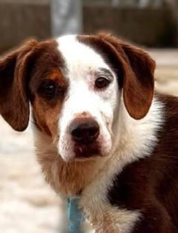 Jou ❤️ist sehr lieb, anhänglich u brav - Hamburg