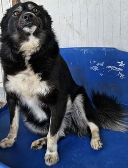 ANDIE - wunderschön und niedlich - Weilheim (Oberbayern)