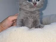 BKH Kitten geboren am 21.04.24 suchen neues Zuhause - Berlin