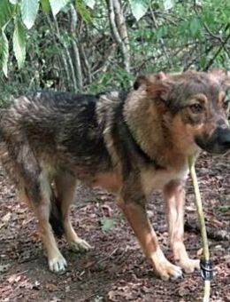 Kleine, schüchterne Shirley sucht - Berlin