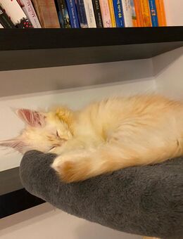 Asterix Maine Coon - Essen