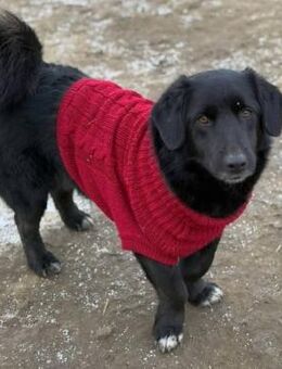 Tim -Familienhund,Katzenlieb,wartet ewig - Blankenheim (Nordrhein-Westfalen)