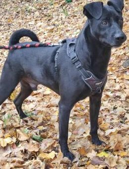 Shar Pei- Mixrüde, 4 Jahre - Kappeln (Schleswig-Holstein)