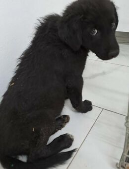 Merlin (jung, verspielt) - Köln