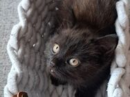 BKH/EKH Mix kitten suchen ihr Traum Zuhause - Laatzen