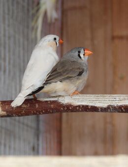 Junge Zebrafinken - Erkelenz