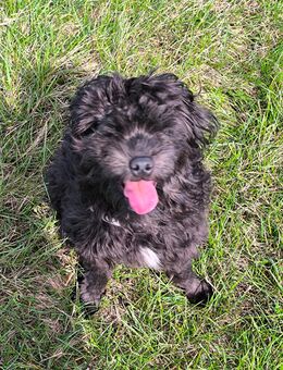 Shih tzu mix Welpen - Aldenhoven