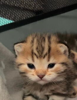 🐾Wunderschöne BKH-Mix Kitten mit Bengal-Anteil suchen liebevolles Zuhause🐾 - Ulm