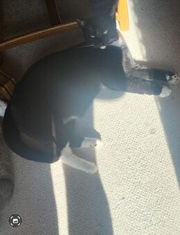 Katzen zusammen vermitteln - Bremen